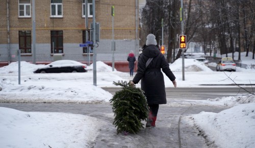 Жители ЮЗАО могут выбрать адреса пунктов приема новогодних деревьев на «Активном гражданине»