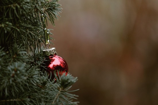Жители Конькова могут выбрать, по каким адресам откроются пункты приема новогодних елок