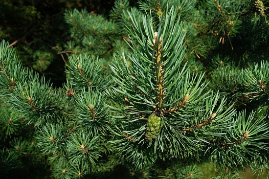 Жители Теплого Стана могут выбрать адреса для открытия пунктов приема новогодних елок