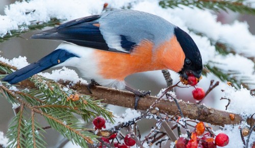 Экскурсии по Теплому Стану пройдет в декабре в рамках проекта «Гуляем по Москве»