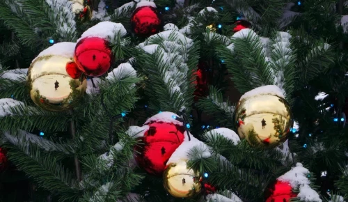 В Битцевском лесу организуют мероприятия, посвященные главному новогоднему дереву