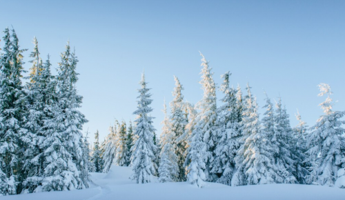 В экоцентре «Битцевский лес» в декабре пройдут мероприятия, посвященные новогодним елкам