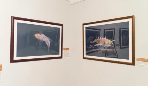 Выставка «Тайны байкальских глубин» в Дарвиновском музее