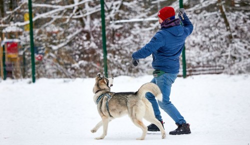 Пространство для выгула собак обустроили возле ледового дворца в Ясеневе