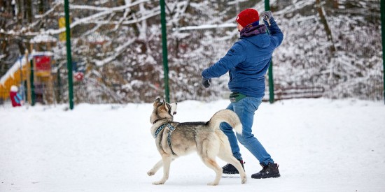 Пространство для выгула собак обустроили возле ледового дворца в Ясеневе