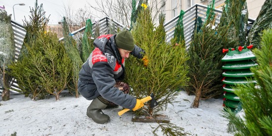 В Конькове откроются елочные базары