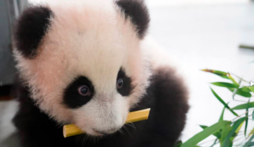 Собянин: Рождение панды стало главным событием 2023 года для зоопарка Москвы 