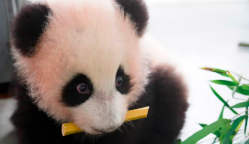 Собянин: Рождение панды стало главным событием 2023 года для зоопарка Москвы