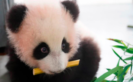 Собянин: Рождение панды стало главным событием 2023 года для зоопарка Москвы