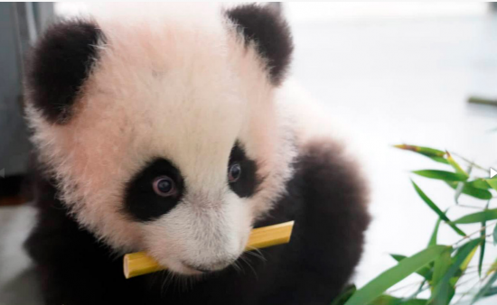 Собянин: Рождение панды стало главным событием 2023 года для зоопарка Москвы 