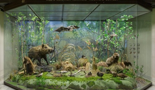 В Дарвиновском музее провели реэкспозицию витрины «Водно-болотный комплекс «Лосиного острова»