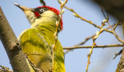 Редкие виды птиц зафиксировали на территории Битцевского леса в 2023 году