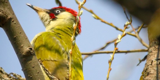 Редкие виды птиц зафиксировали на территории Битцевского леса в 2023 году