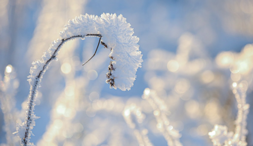 В экоцентре «Лесная сказка» пройдет тематическое занятие «Снег кружится» 28 января 