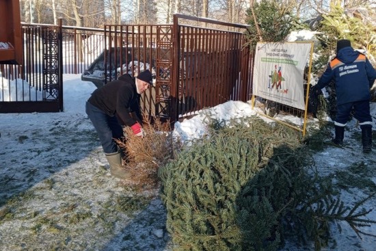 В Конькове участники акции «Елочный круговорот» сдали на переработку 162 праздничных дерева