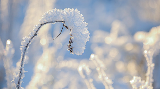 В экоцентре «Лесная сказка» пройдет тематическое занятие «Снег кружится» 28 января 