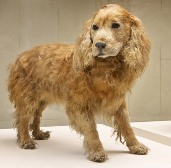 В Дарвиновском музее рассказали о редком экспонате — последней собаке Иосифа Сталина