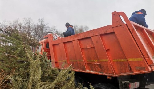 Сотрудники «Жилищника района Черемушки» активно занимаются вывозом новогодних елок из пунктов приема