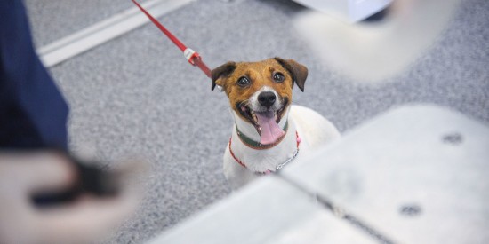 Составлен график работы пунктов бесплатной вакцинации питомцев в ЮЗАО