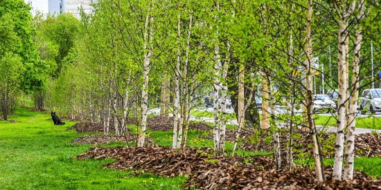 В 2023 году на Нахимовском проспекте были посажены липы, вязы и яблони