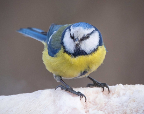 В экоцентре «Лесная сказка» состоится орнитологическая экскурсия «Птицы Битцы» 24 февраля