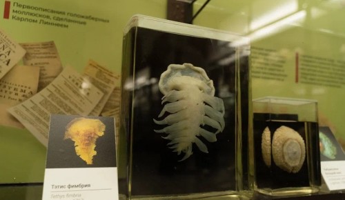 Семь новых видов голожаберных моллюсков. В музее МГУ представили проект «РеДНКарнация музейных коллекций»
