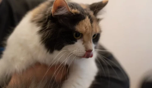 Опубликован график работы пунктов вакцинации питомцев в ЮЗАО в марте