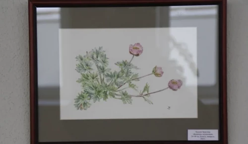 В «Меридиане» расскажут об особом виде ботанической живописи
