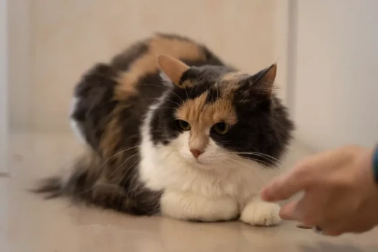 Зоопсихолог прочитает в «Меридиане» лекцию о домашних животных для детей