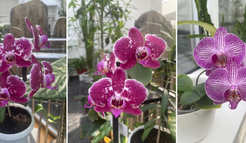 В оранжерее Дарвиновского музея можно полюбоваться цветением орхидей