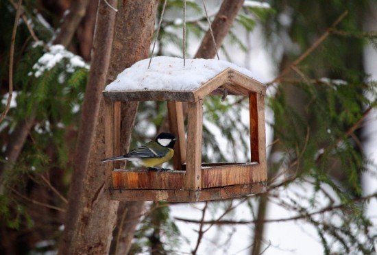 Международный день птиц отметят в Дарвиновском музее