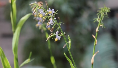 Дианелла бамбуколистная зацвела в Московском дворце пионеров
