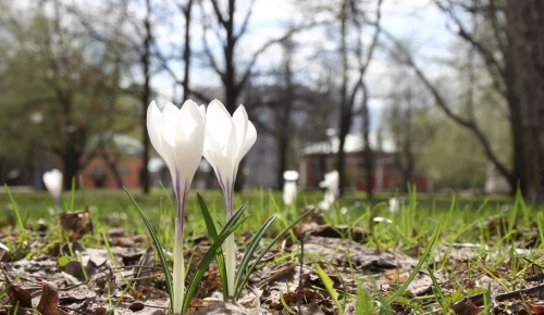 Весенние цветы в Воронцовском парке