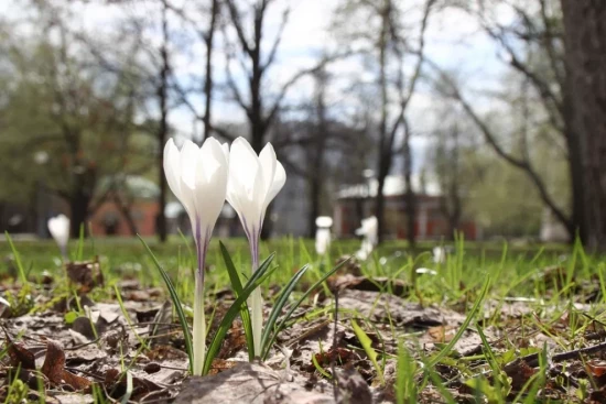 Ботаник расскажет о приметах весны на прогулке в усадьбе Воронцово