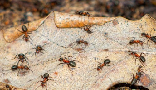 В парке «Северное Бутово» активизировались рыжие муравьи