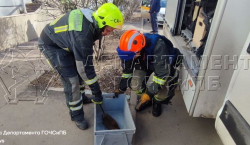 Спасатели оказали помощь дикому животному