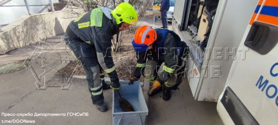 Спасатели оказали помощь дикому животному