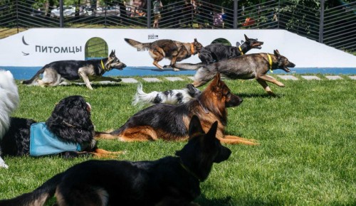 Собянин: В июне в Москве пройдет цикл мероприятий для собак и их владельцев