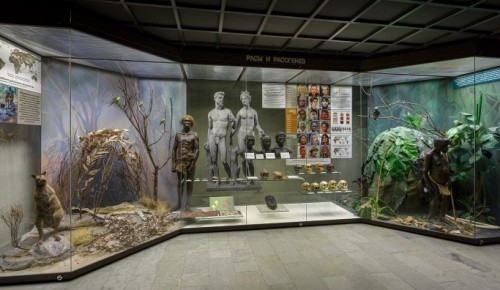 В Дарвиновском музее провели реэкспозицию витрины в зале «Макроэволюция»