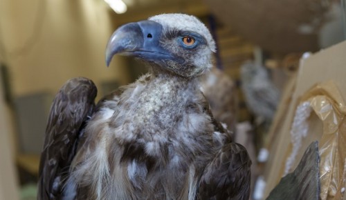 Таможенники передали Дарвиновскому музею чучела редких птиц