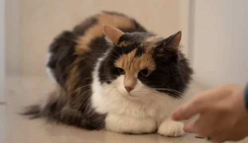 Участники фестиваля «Лето в Москве. Все на улицу!» смастерят в Теплом Стане игрушки для животных