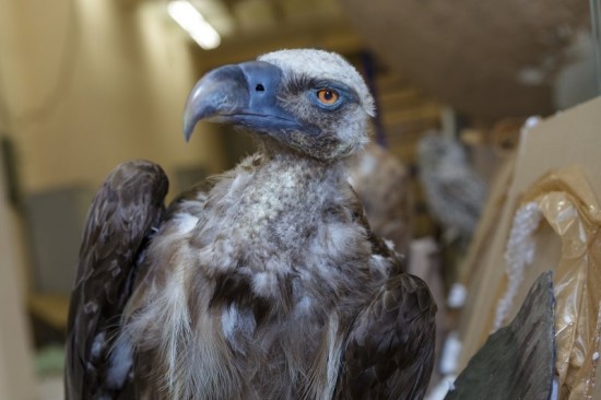 Таможенники передали Дарвиновскому музею чучела редких птиц