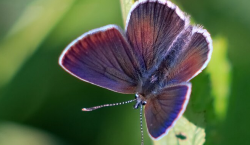 Экоцентр «Лесная сказка» 8 июня приглашает на праздник, посвященный бабочкам