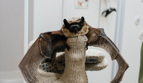 Супружескую пару на ул. Адмирала Лазарева спасли от летучей мыши