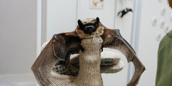 Супружескую пару на ул. Адмирала Лазарева спасли от летучей мыши