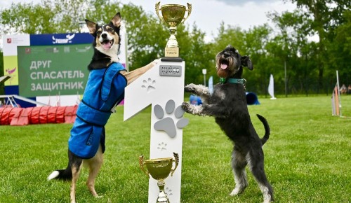 Как в Москве прошел открытый чемпионат по аджилити