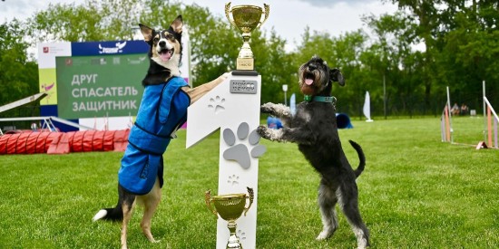 Как в Москве прошел открытый чемпионат по аджилити