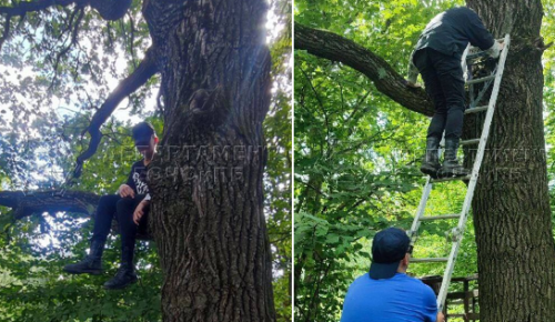 Спасатели сняли двух подростков с дерева в зоне отдыха «Тропарево»