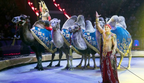 Московский цирк примет Всемирный фестиваль циркового искусства «Идол» — Собянин