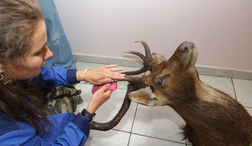 Таможенники передали Дарвиновскому музею чучело головы пятнистого оленя